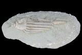 Crinoid (Macrocrinus) Fossil - Crawfordsville, Indiana #99912-2